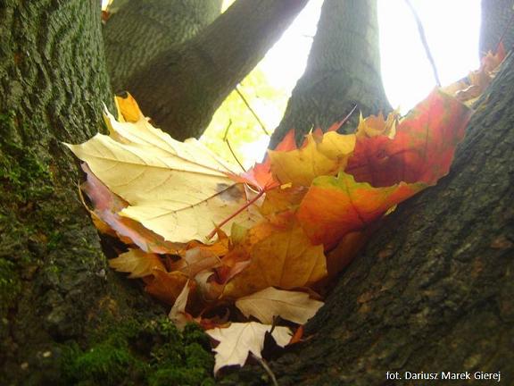 Słów kilka o jesiennych listkach – wiersze Bernadyny Łuczaj