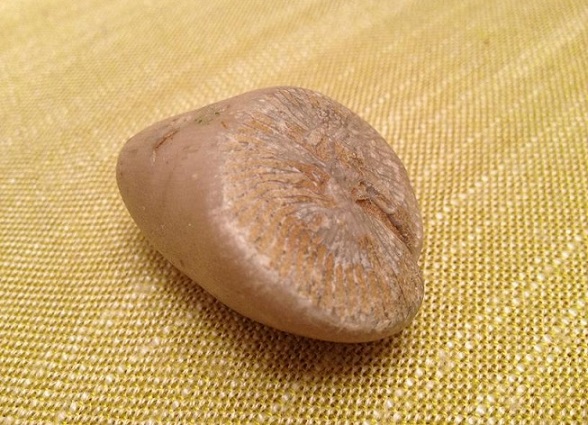 Muszelkowy kamień, czyli jaka jesteś Ismogeno?