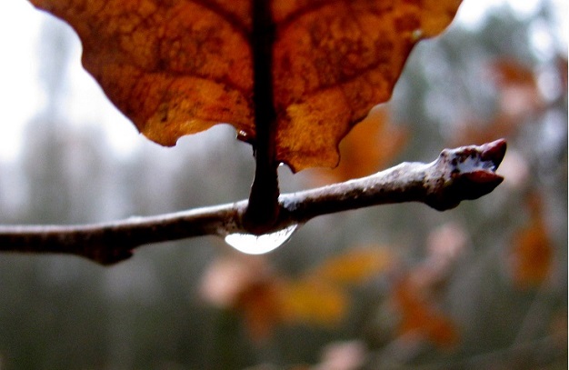 Zapłakane deszczem – wiersze Bernadyny Łuczaj