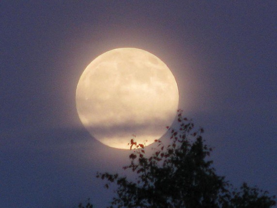 Księżycowe zauroczenie – wiersze Jadwigi Zgliszewskiej