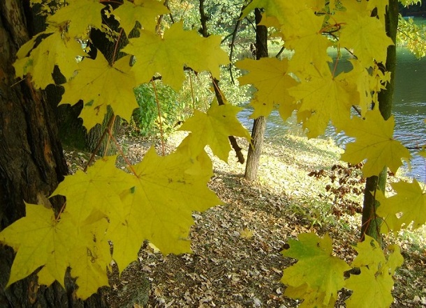 Jesień złota – wiersz Janiny Jakoniuk