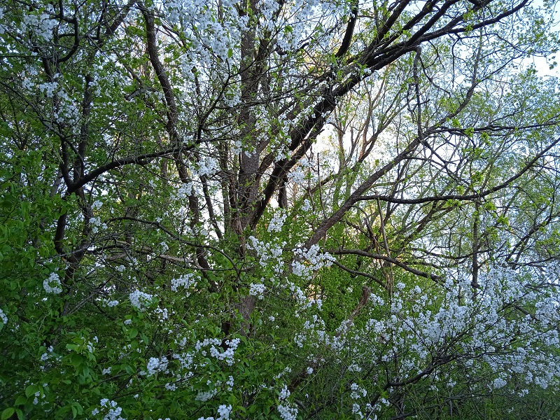 Kwitnące na biało drzewo
