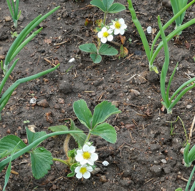 Szczypior i kwitnące truskawki