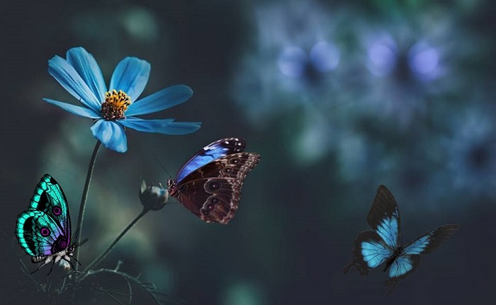 W trzepocie motylich skrzydeł – wiersze Podlaskich Poetów