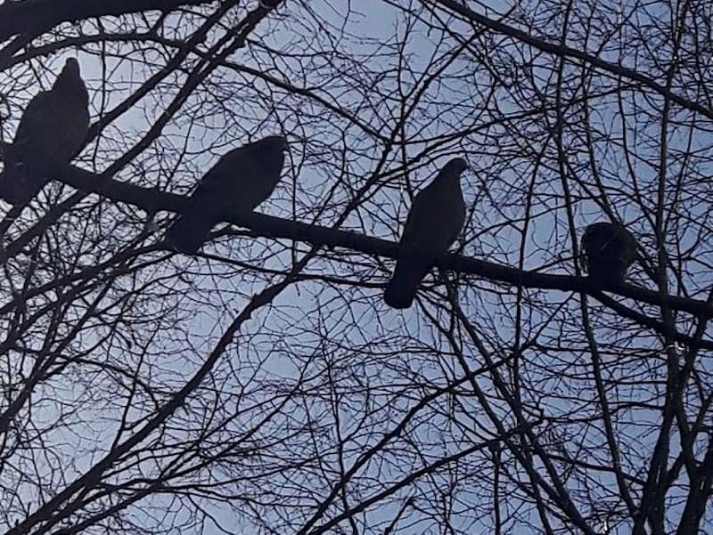 Cztery gołębie na opustoszałych z drzew konarach, na tle ciemniejącego nieba