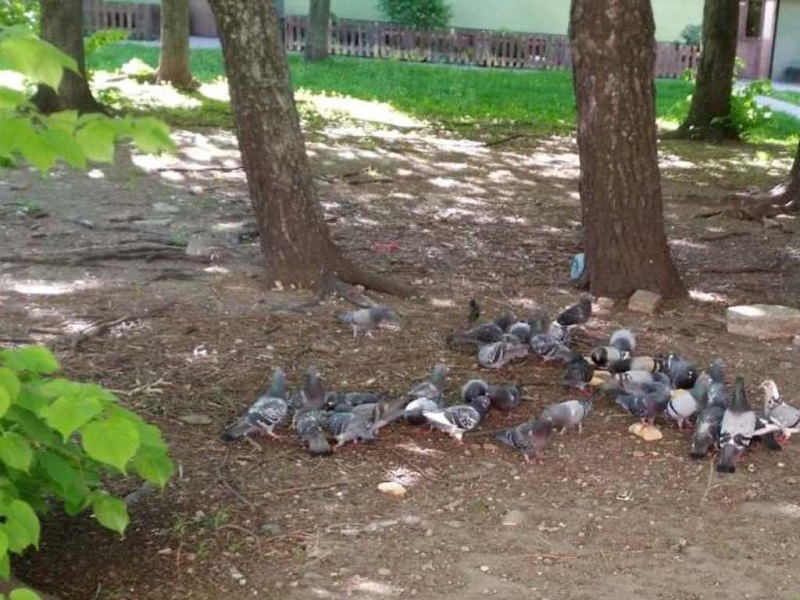 Na placyku podwórkowym gromada gołębi spożywa spokojnie swój posiłek
