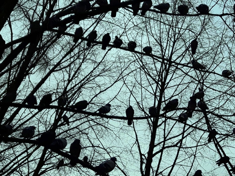 Na tle błękitnego nieba, wśród gołych konarów drzewa - późna jesień lub zima - usiadły rzędami gołębie w dużej gromadzie