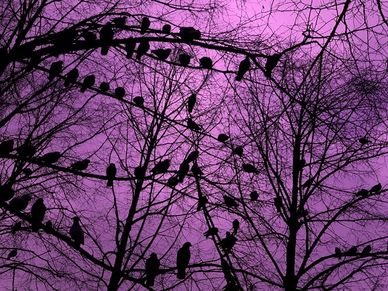 Na fioletowo-różowym tle nieba liczny tłum gołębi obsiadł konary drzew przed nocą zapowiadającą mróz