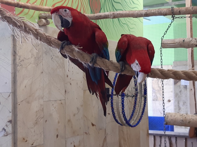 dwie czerwone papugi siedzą na drążku. Jedna z nich trzyma plastikową obręcz