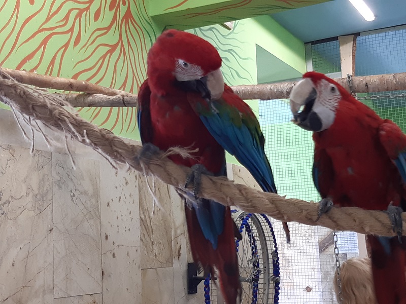 dwie czerwone papugi siedzą na drążku i przypatrują się sobie