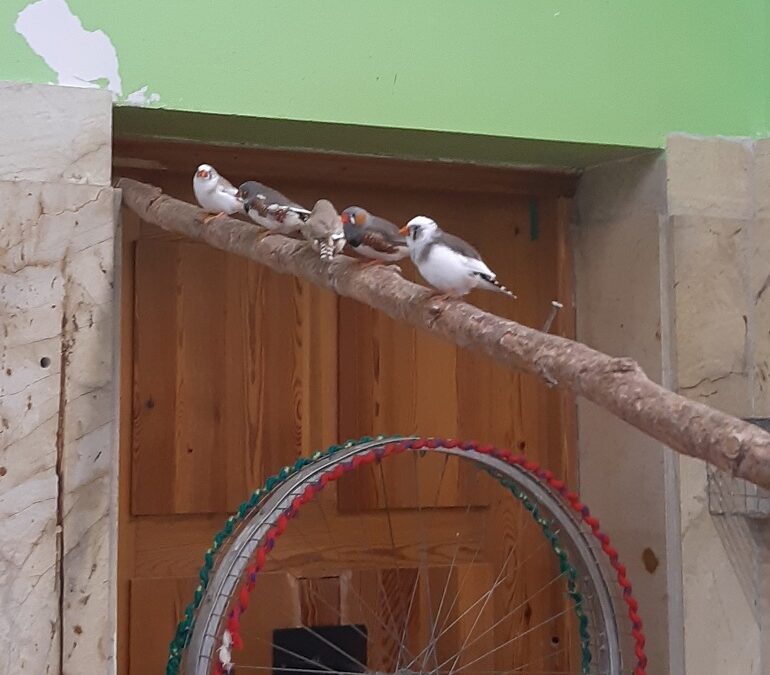 gromadka młodych papug siedzi wysoko na drążku