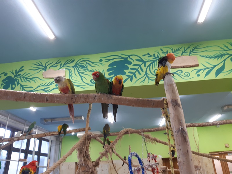 różnokolorowe papugi siedzą wysoko na drągu