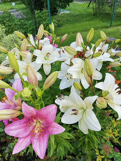 W ogrodzie piękne kwiaty koloru białego i różowego