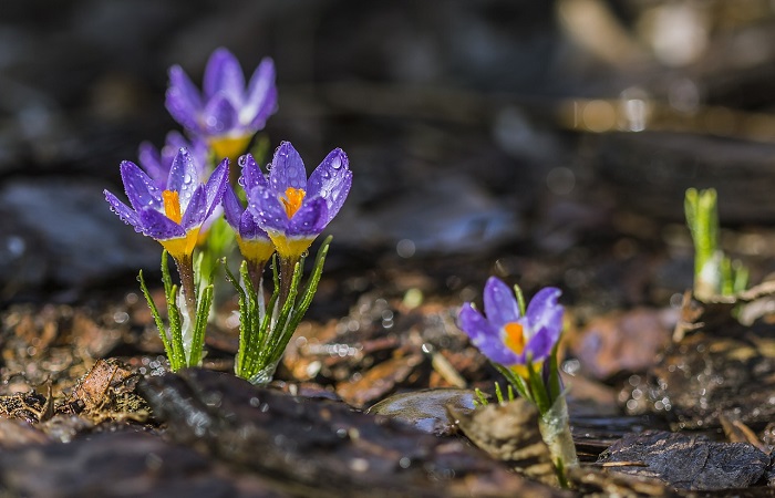 Kropi, mży i siąpi czyli zimna wiosna – wiersze Jadwigi Zgliszewskiej