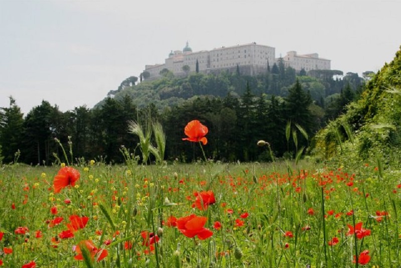 Czerwone maki na wzgórzu Monte Cassino. fot. domena publiczna