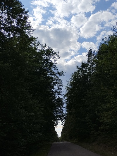 Asfaltowa leśna droga. Wokół drzewa, nad nimi różnie ukształtowane chmury.