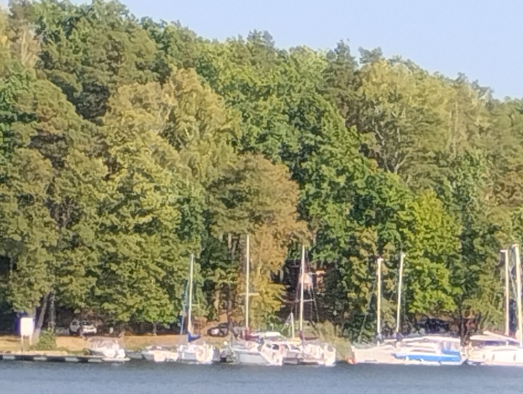 Na tle pięknie zielonych drzew zacumowane na wodzie jachty.