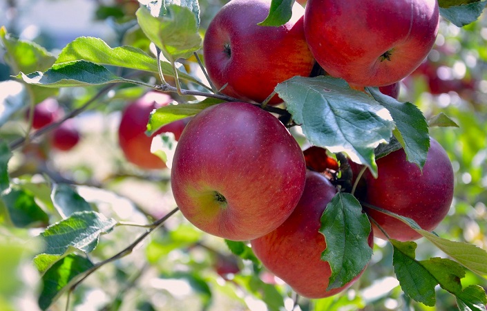 Jabłkowa pokusa – wiersze Podlaskich Poetów